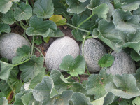 Growing Cantaloupe in Garden