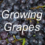 Growing Grapes Link