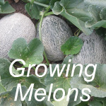 Growing Melons Link