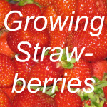 Growing Strawberries Link