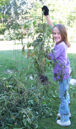 Taking Tomato Vines Out of Cage