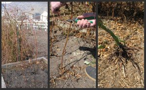 Creating new blackberry plants