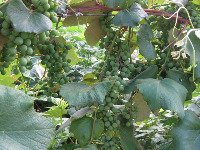 Unripe Grapes on Vine