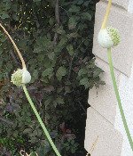 Growing Garlic Harvesting - Picture of scape