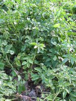 Potato Plant