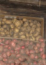 Storing Potatoes