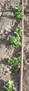 Young Potato Plants