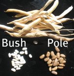 Bush Bean and Pole Bean Seeds